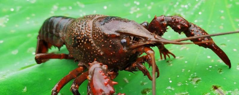 野生小龙虾吃什么食物（野生的小虾吃什么食物）