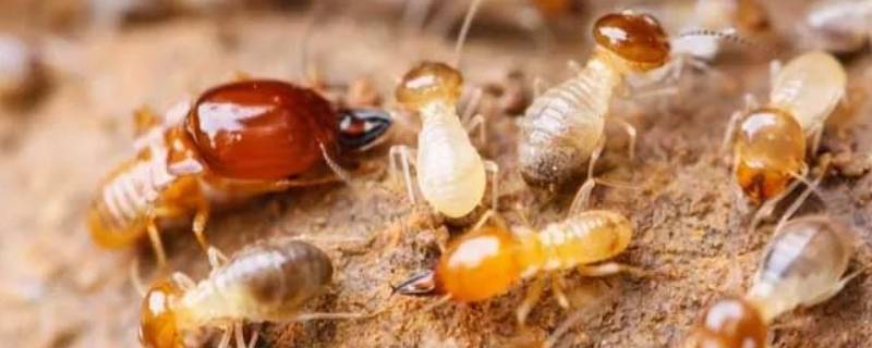大水蚁能活多久 大水蚁可以活多久