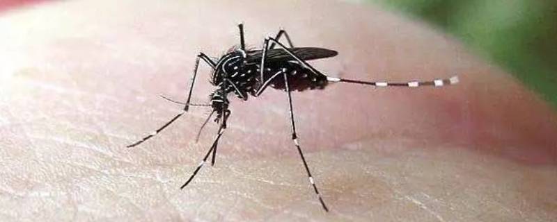 吸引蚊子的原因（人吸引蚊子的原因）
