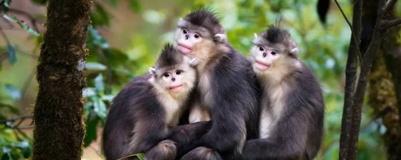 滇金丝猴的特点 滇金丝猴是中国特有的