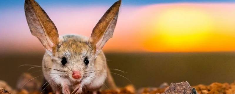 长耳跳鼠的特点 长耳跳鼠是保护动物吗