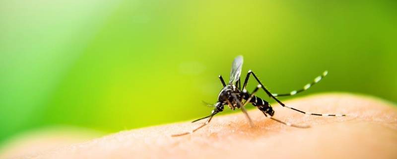 蚊子多久吸一次血 蚊子吸血一次能维持多久
