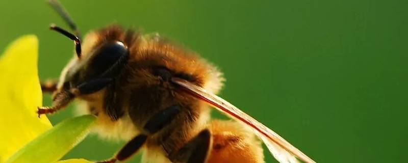 黑色的蜂是什么蜂（黑色的蜂是什么蜂有毒吗）