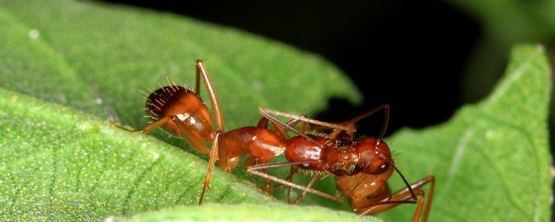 红蚂蚁是什么样子的 红蚂蚁是什么样子的图片