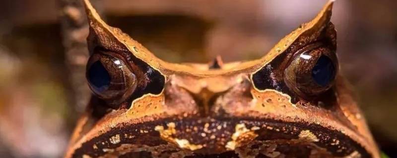 枯叶蛙的特点（枯叶蛙的介绍）