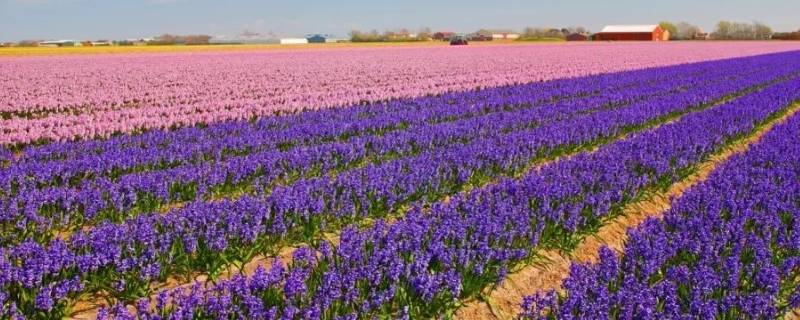 荷兰为什么被称为花之国 荷兰为什么被称为水之国