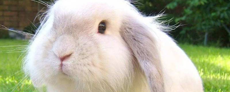 安哥拉兔的特点 安哥拉兔的特点和样子