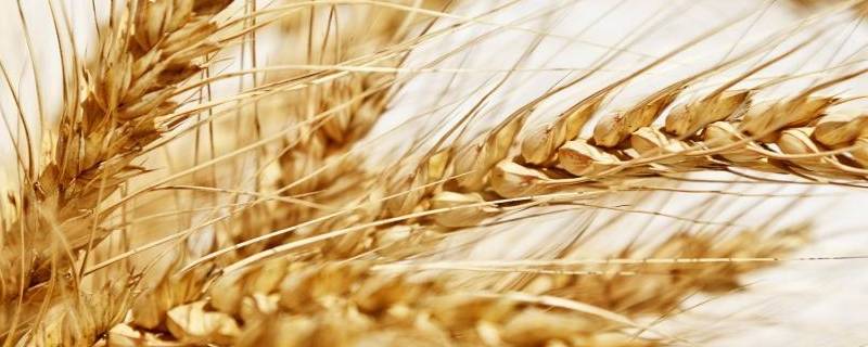 小麦起源 小麦起源于
