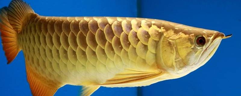 金龙鱼的特点 金龙鱼的特点是什么