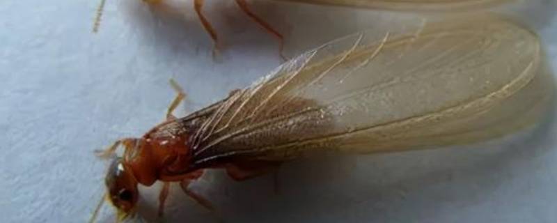 大水蚁寿命为什么只有一天 大水蚁存活时间