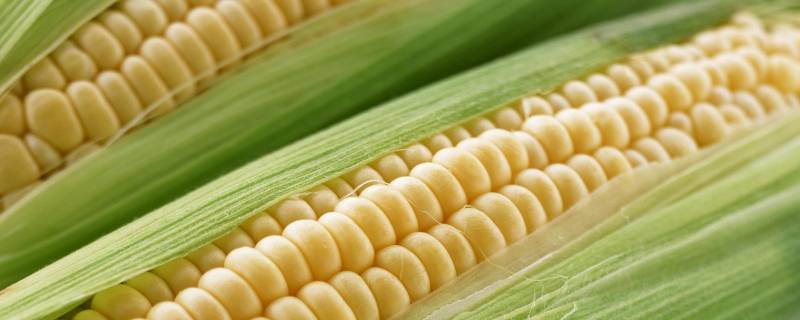 一颗玉米可以结几个玉米棒 一株玉米可以结几个玉米棒
