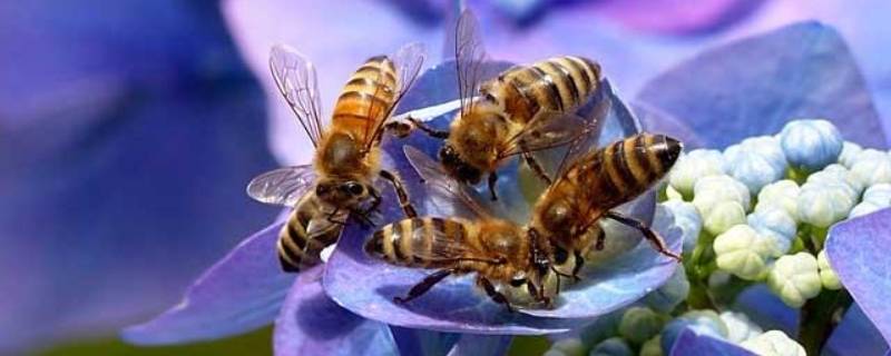 为什么蜜蜂要采蜜（为什么蜜蜂要采蜜?）