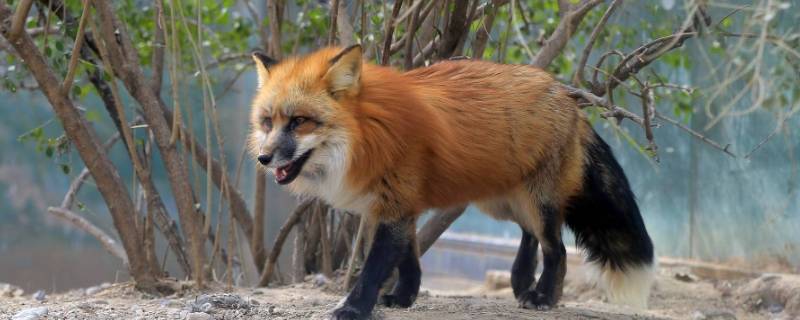 赤狐的特点 赤狐的特点是什么动作