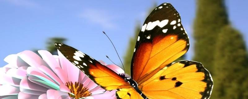 为什么毛毛虫会变成蝴蝶 为什么毛毛虫会变成蝴蝶的原因