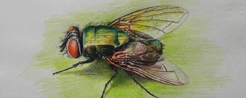 绿头苍蝇怎么来的 苍蝇为什么有绿头的