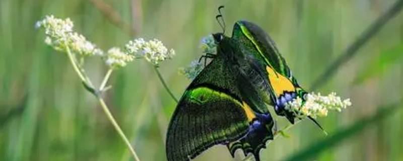 金斑喙凤蝶的特点 金斑喙凤蝶属于昆虫吗