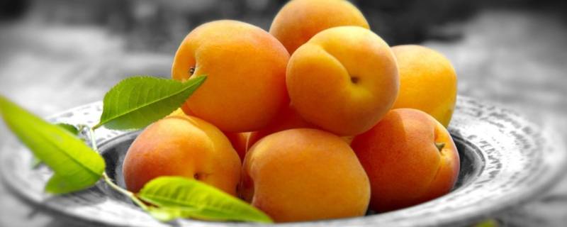 白杏和黄杏的区别是什么（青杏和黄杏）