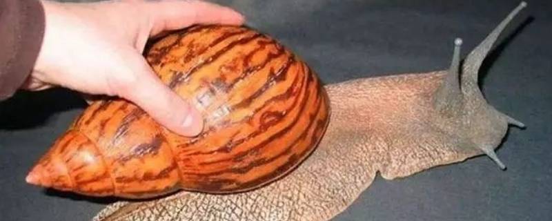 蜗牛壳是怎么形成的（蜗牛壳百科）
