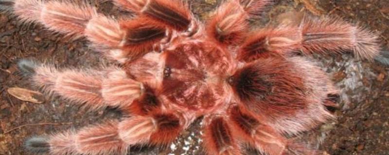 火玫瑰蜘蛛的特点 火玫瑰蜘蛛和红玫瑰蜘蛛区别