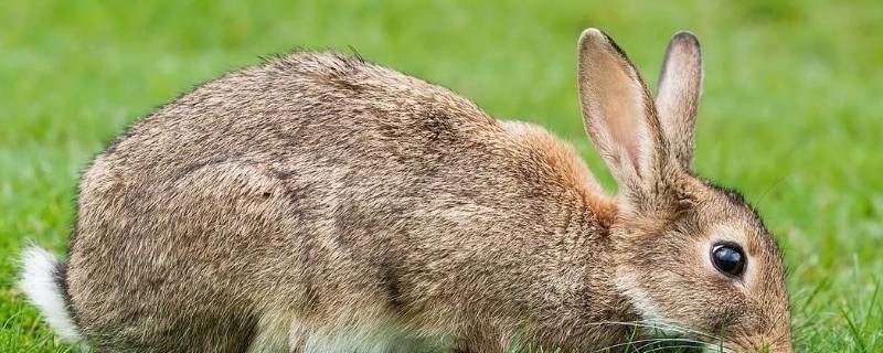家兔的特点 家养兔的特点