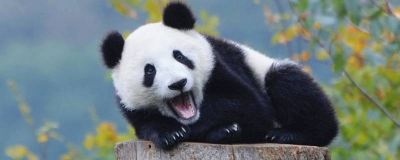 大熊猫有几个品种（大熊猫有多少种?）