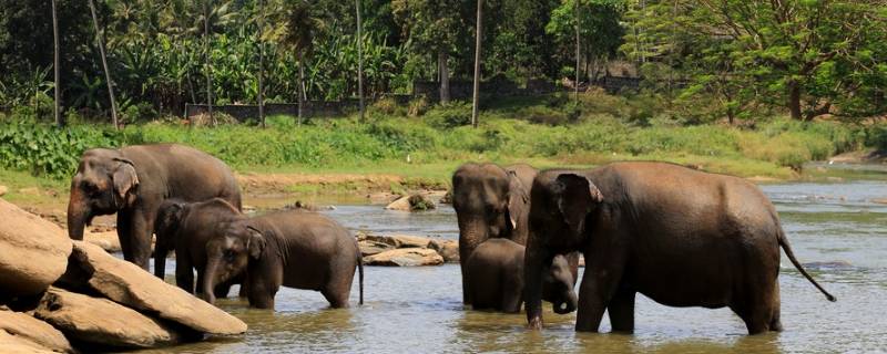 大象那么重为什么会游泳 大象为什么不会游泳
