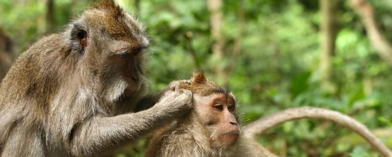 猴子喜欢吃什么 猴子喜欢吃什么水果脑筋急转弯