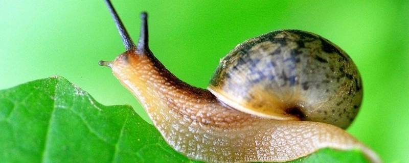 蜗牛一般在什么地方可以找到（什么时候在哪里容易找到蜗牛）