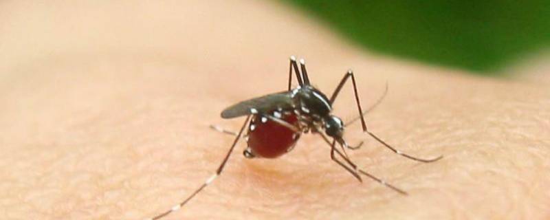 蚊子的作用和价值 蚊子的作用是什么