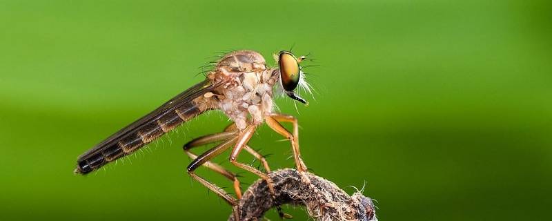 食虫虻的特点 食虫虻是害虫吗