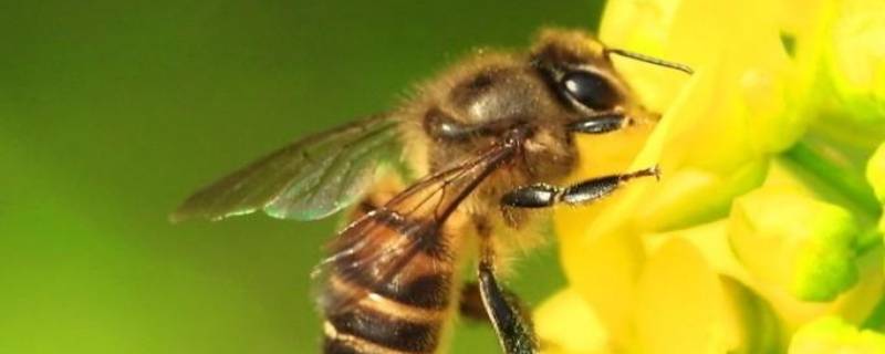蜜蜂为什么会辨认方向的原因（蜜蜂为什么会辨认方向?）