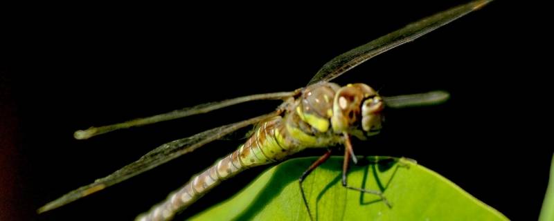 蜻蜓是人类的什么（蜻蜓是人类的什么幼虫在什么发育生长）