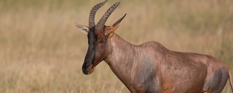 南非白纹牛羚的特点 非洲羚羊的种类