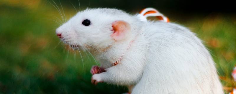 老鼠吃洗洁精后几天会死 洗洁精能杀死老鼠吗,多久能见效
