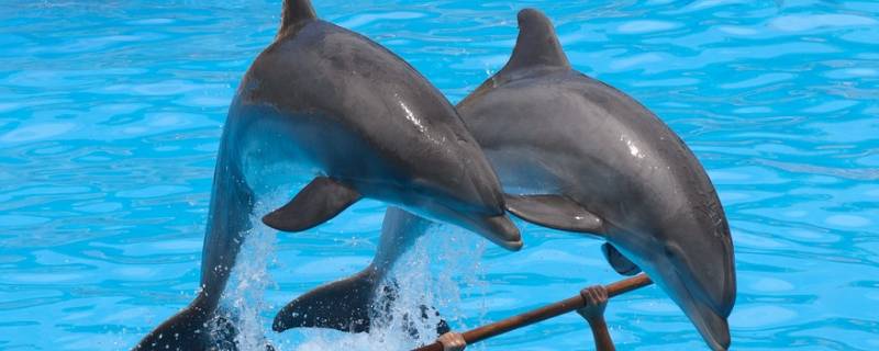 宽吻海豚的特点 宽吻海豚通过什么方式交流
