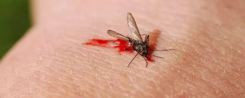 蚊子的特点 蚊子的特点和本领