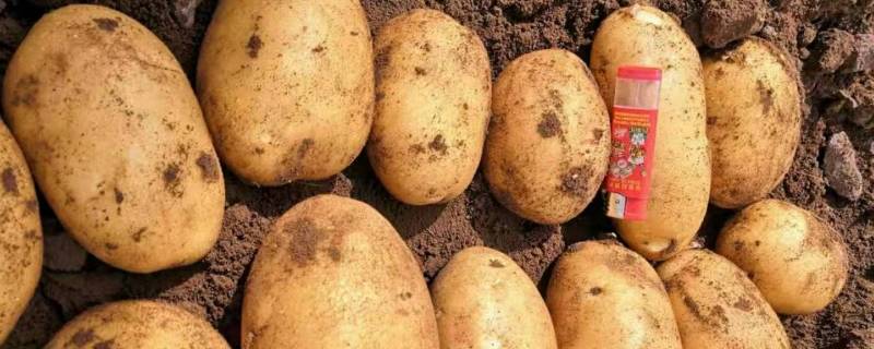新土豆如何保存方法 新土豆的保存方法