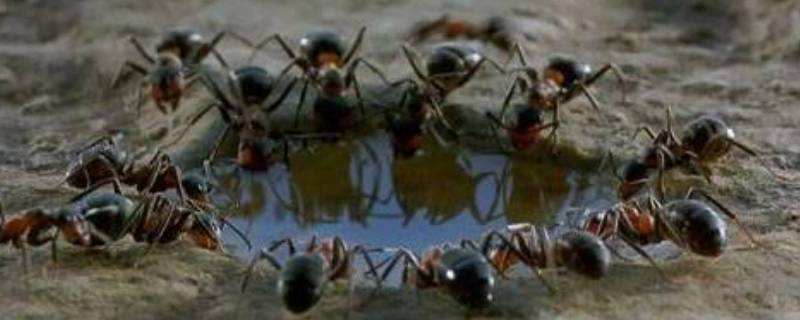 蚂蚁搬家为什么要下雨 蚂蚁搬家为什么要下雨20个字