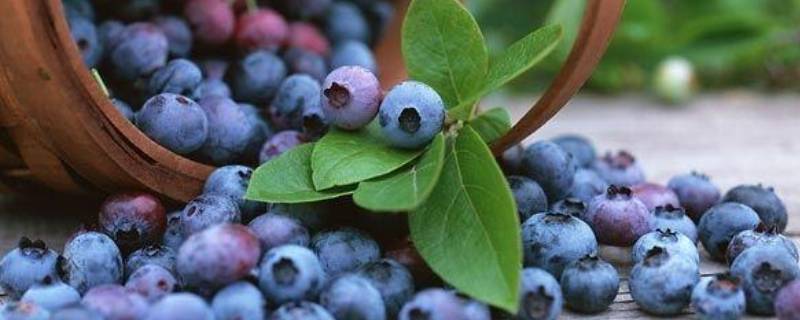 蓝莓能放在冰箱里面吗（蓝莓是否可以放冰箱）