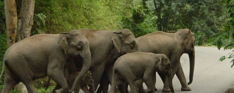 亚洲象的特点 亚洲象的特点以及分布的地区