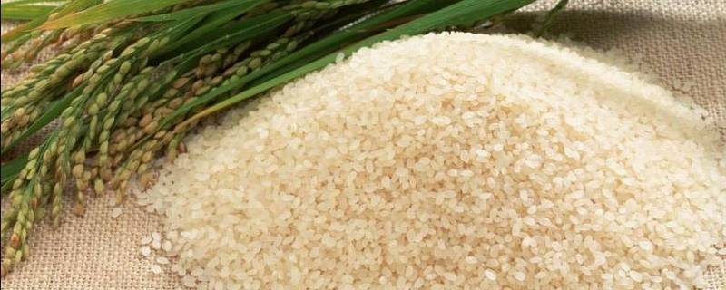 灿米是什么 籼米是什么功效