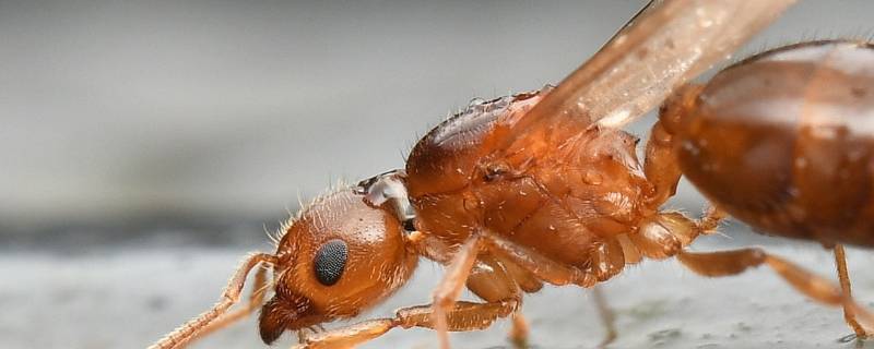 飞蚁寿命多久 飞蚁寿命多长