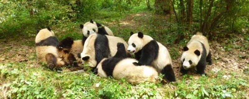 熊猫的外形特征有哪些 熊猫外形特点是什么