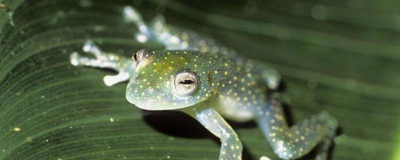 玻璃蛙的特点 玻璃蛙的特点是什么