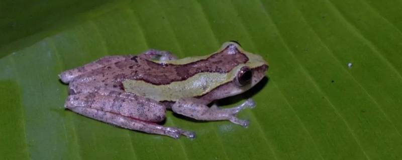 越南棱皮树蛙的特点（越南趾沟蛙）