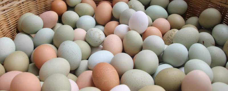 绿鸡蛋和普通鸡蛋的区别 绿壳蛋鸡和普通鸡蛋的区别