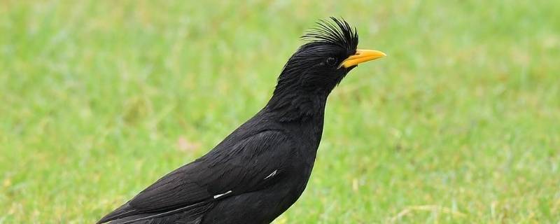 林八和黑八什么区别 林八和黑八的区别