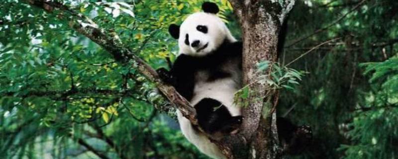 大熊猫一般吃什么 大熊猫吃什么食物