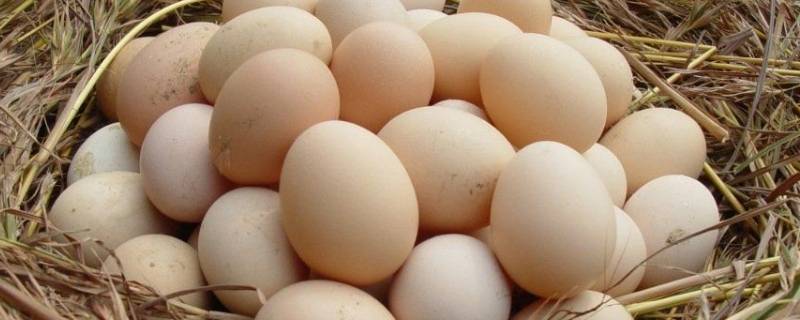 土鸡蛋为啥不能放冰箱 土鸡蛋用不用放冰箱