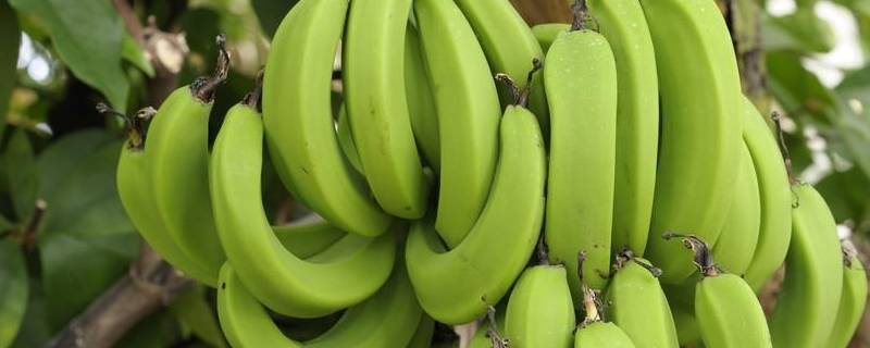 如何保存香蕉不易烂掉 香蕉怎么保存不会烂掉